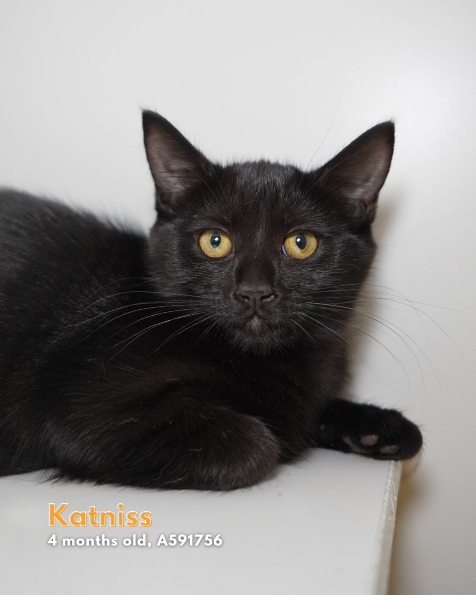 Stanislaus Animal Services Agency tweet media