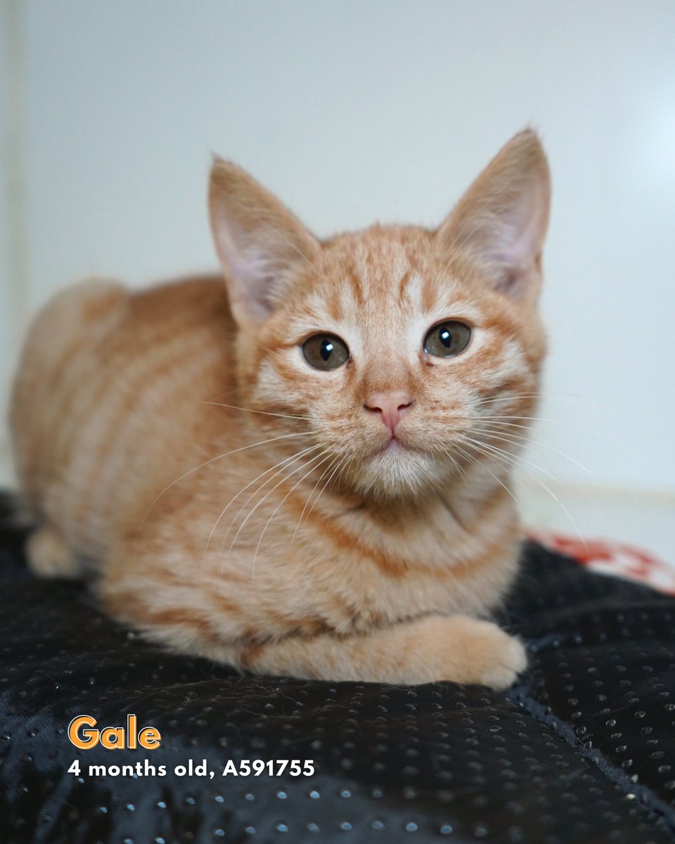 Stanislaus Animal Services Agency tweet media