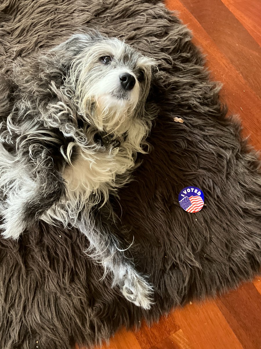 My person voted...yours can too!!    Humans in USA, find your early polling location and go for it now or vote on Nov. 5th. Either way, Humans VOTE!
-Shelley the wonderdog endorses Harris/Walz