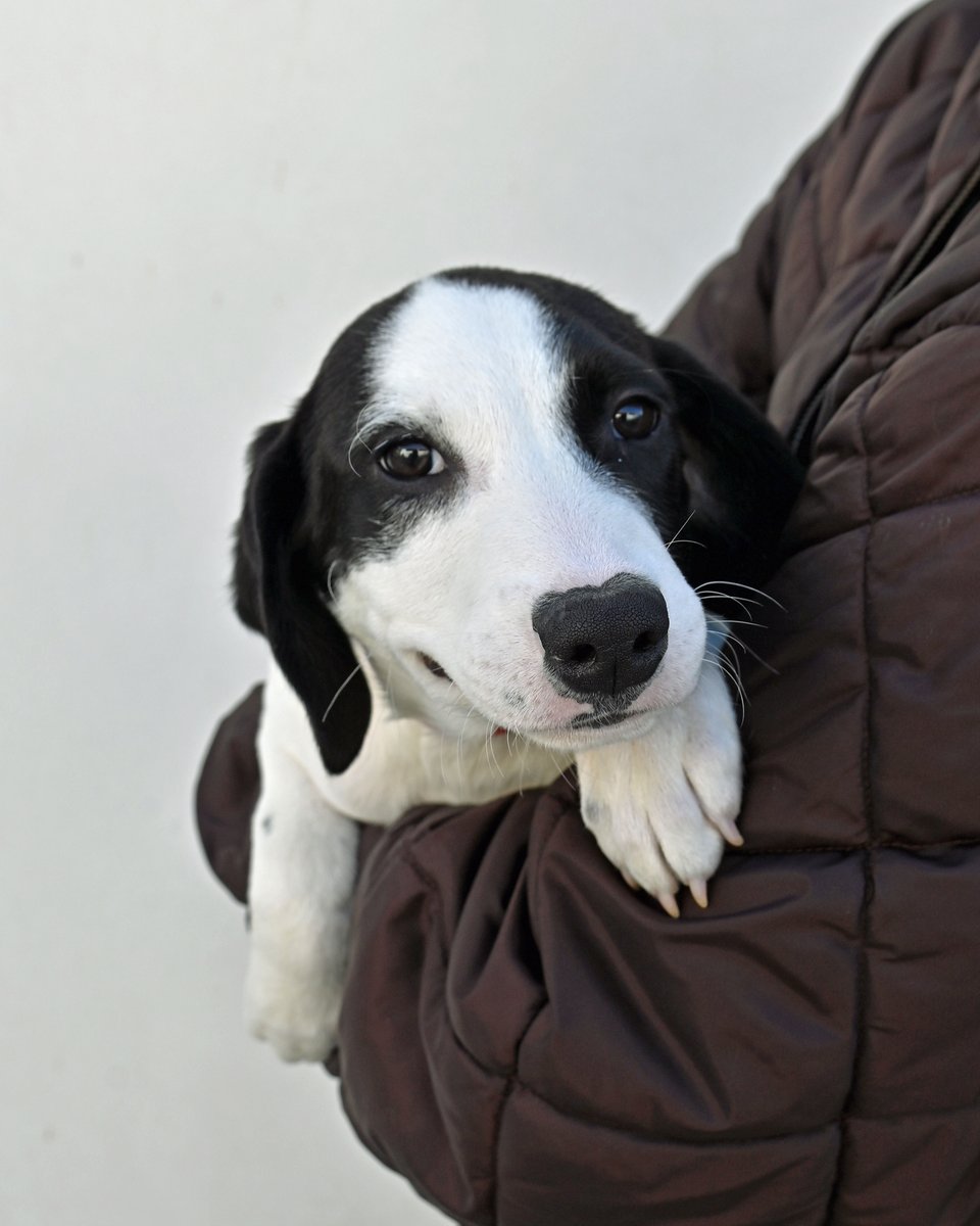 HWAC's tweet photo. This weekend, meet the latest pups ready to snuggle into your heart—Sweet Pea, Lydia, Travis, &amp; Juice! Adopting a furry friend changes your life in the best way. Imagine tail wags, puppy cuddles, &amp; joy greeting you every day! Enjoy 25% off adoption fees! We're open 10 am-6 pm. https://t.co/REQbhZBUHg