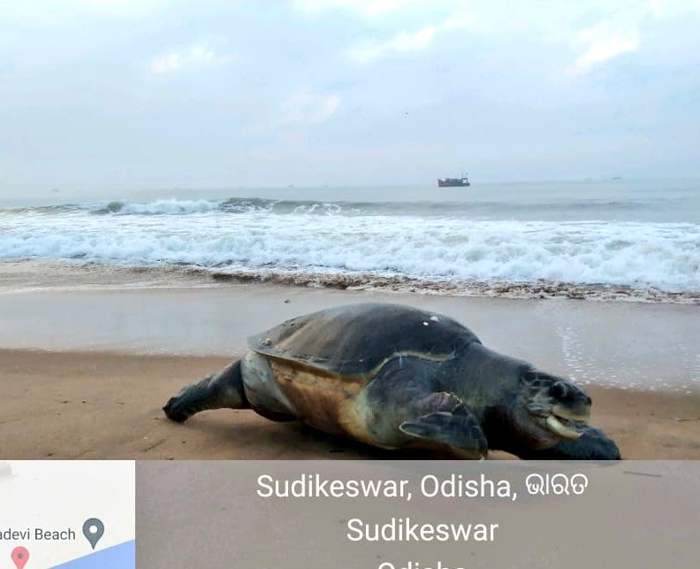SoumyaMarineWL's tweet image. Why Negligence for #OliveRidley Sea Turtles in #Odisha 🐢? Despite the Ban, Day - 1 Sees #RampantFishing with No Enforcement in Devi River Mouth, Puri Wildlife Division. @dfopuriwl

Please share and amplify the voices of the Olive Ridleys to Hon. @PMOIndia and @CMO_Odisha 🙏

For