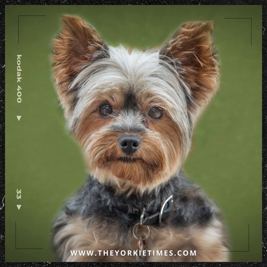 A Yorkie's small heart holds enough love to last a lifetime. bit.ly/40VBwdI