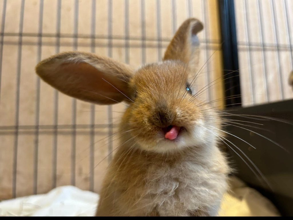 carrotcottagerr's tweet photo. If we could get to 1000 subscribers we would never need to ask for another donation. So please consider a subscription 😍 https://t.co/T8d35UEsug