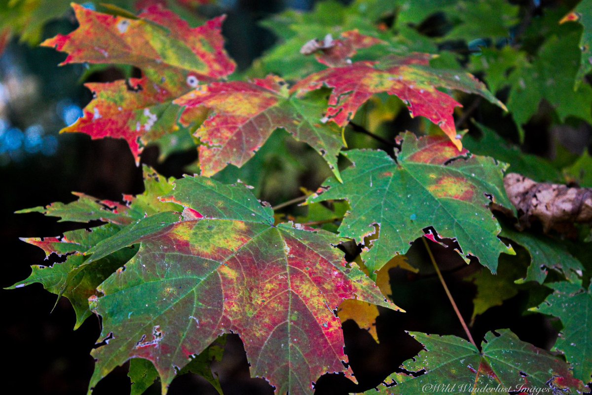 TamiLee7302's tweet photo. Fall is so beautiful 
#fallcolors #fall #nature https://t.co/1joPV9iNVD
