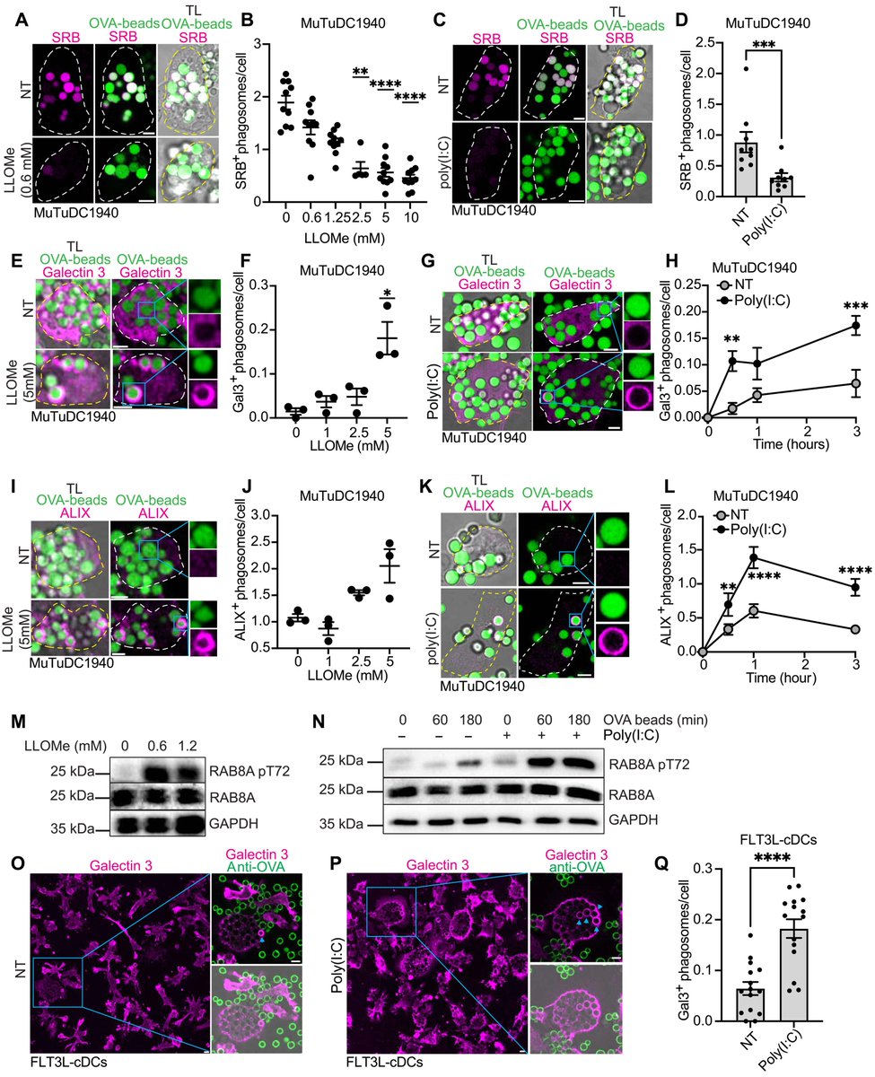 The apolipoprotein APOL7C is recruited to phagosomes to deliver engulfed antigens to the cytosol for cross-presentation by cDCs <a href="/SciImmunology/">Science Immunology</a> <a href="/CantonJohnathan/">Johnathan Canton</a> <a href="/GeroneGon/">Gerone Gonzales</a> <a href="/Liam_Wilki/">Liam Wilkinson</a>
<a href="/_Cassie_Wood/">Cassie Wood</a>
science.org/doi/10.1126/sc…