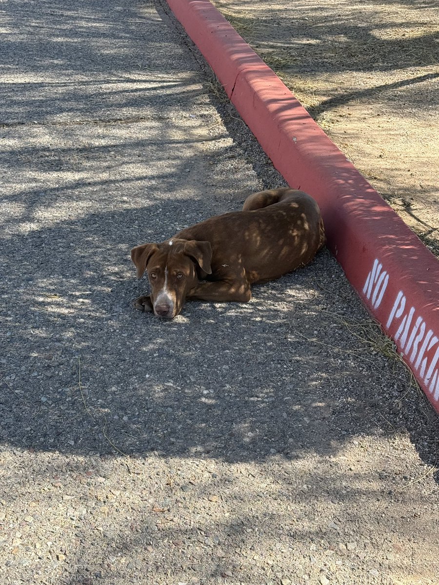 knaiviv's tweet photo. Not sure if this is anyone’s dog but there’s a lost dog on Jeffrey Rd &amp; Camino De Oeste on the Anna Lawrence school property. He’s very friendly, hope you can find his owners. @whatsuptucson https://t.co/cvNX43iPdA