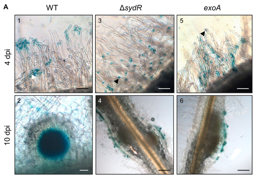 mbiojournal's tweet photo. New article in #mBio provides, for the first time, the characterization of a redox-sensing MarR-type regulator that is essential for Rhizobium-legume symbiosis. https://t.co/J2Mg8iCb7M https://t.co/sxCEvJ2BP0