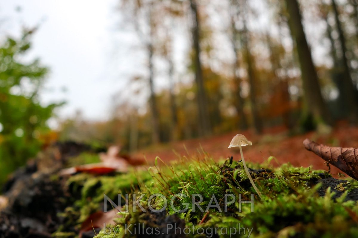 Nikographos's tweet photo. #Herbstliche #Gassirunde 🠽𨰼󠠊
#Iserlohn #Herbst #Sauerland #Westfalen #NRW #autumn  #herbststimmung #Nikographos #Nikograph #dogwalk #dogwalk  #hundefotografie #Hunderunde #gassizeit #wandern #nature #Natur #outofhomemomente #outofhome #outdoor #hiking #KillasPhotography https://t.co/KvSwvYSjzN