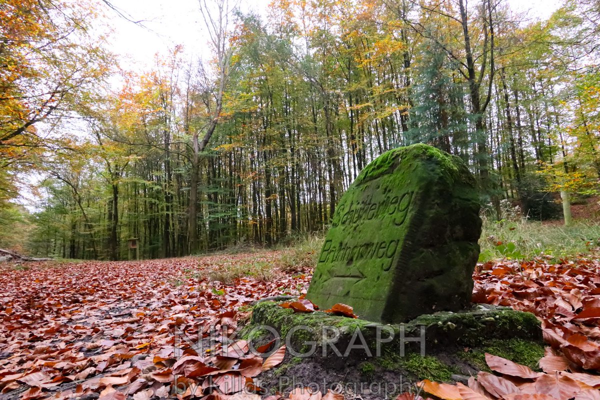 Nikographos's tweet photo. #Herbstliche #Gassirunde 🠽𨰼󠠊
#Iserlohn #Herbst #Sauerland #Westfalen #NRW #autumn  #herbststimmung #Nikographos #Nikograph #dogwalk #dogwalk  #hundefotografie #Hunderunde #gassizeit #wandern #nature #Natur #outofhomemomente #outofhome #outdoor #hiking #KillasPhotography https://t.co/KvSwvYSjzN