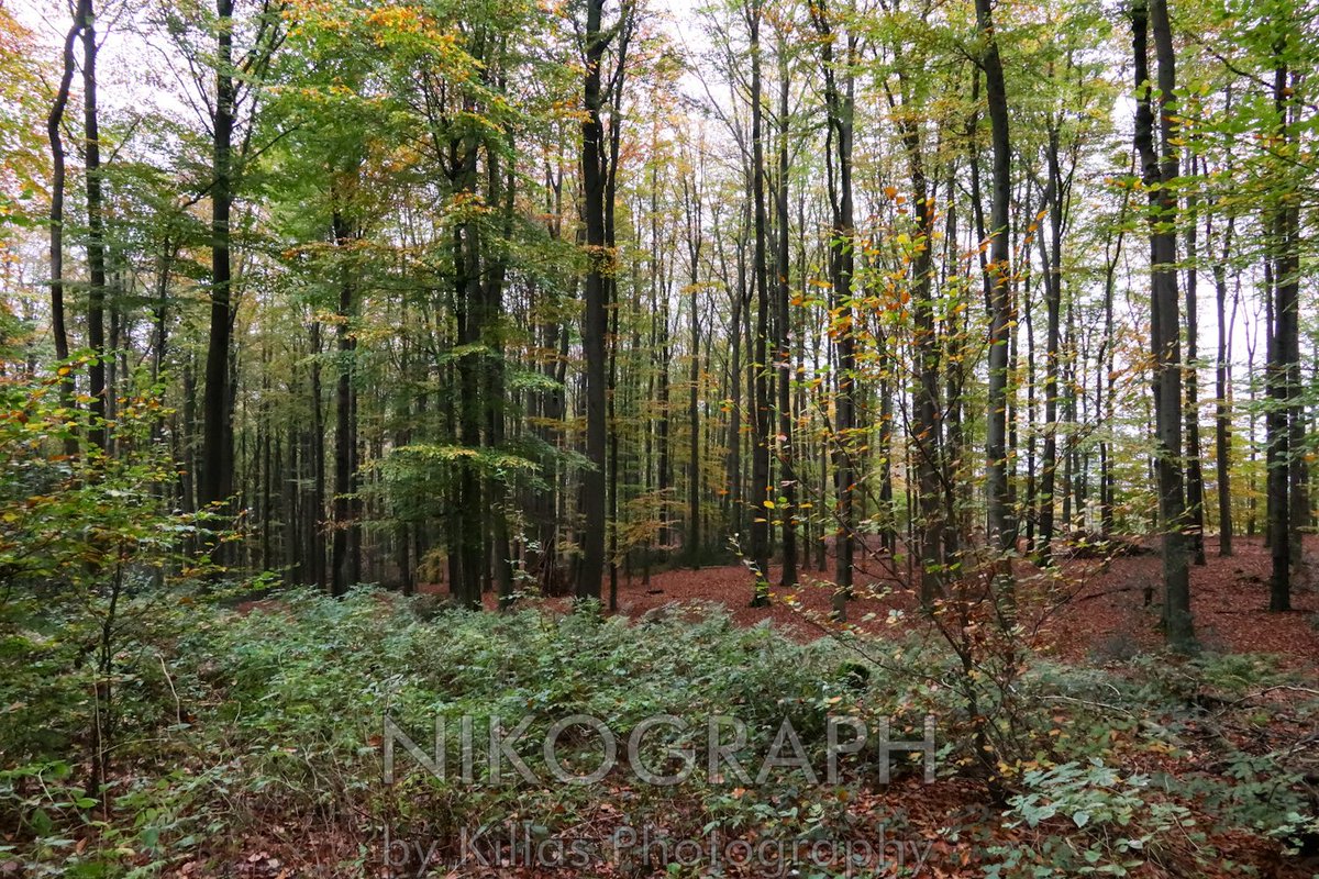 Nikographos's tweet photo. #Herbstliche #Gassirunde 🠽𨰼󠠊
#Iserlohn #Herbst #Sauerland #Westfalen #NRW #autumn  #herbststimmung #Nikographos #Nikograph #dogwalk #dogwalk  #hundefotografie #Hunderunde #gassizeit #wandern #nature #Natur #outofhomemomente #outofhome #outdoor #hiking #KillasPhotography https://t.co/KvSwvYSjzN