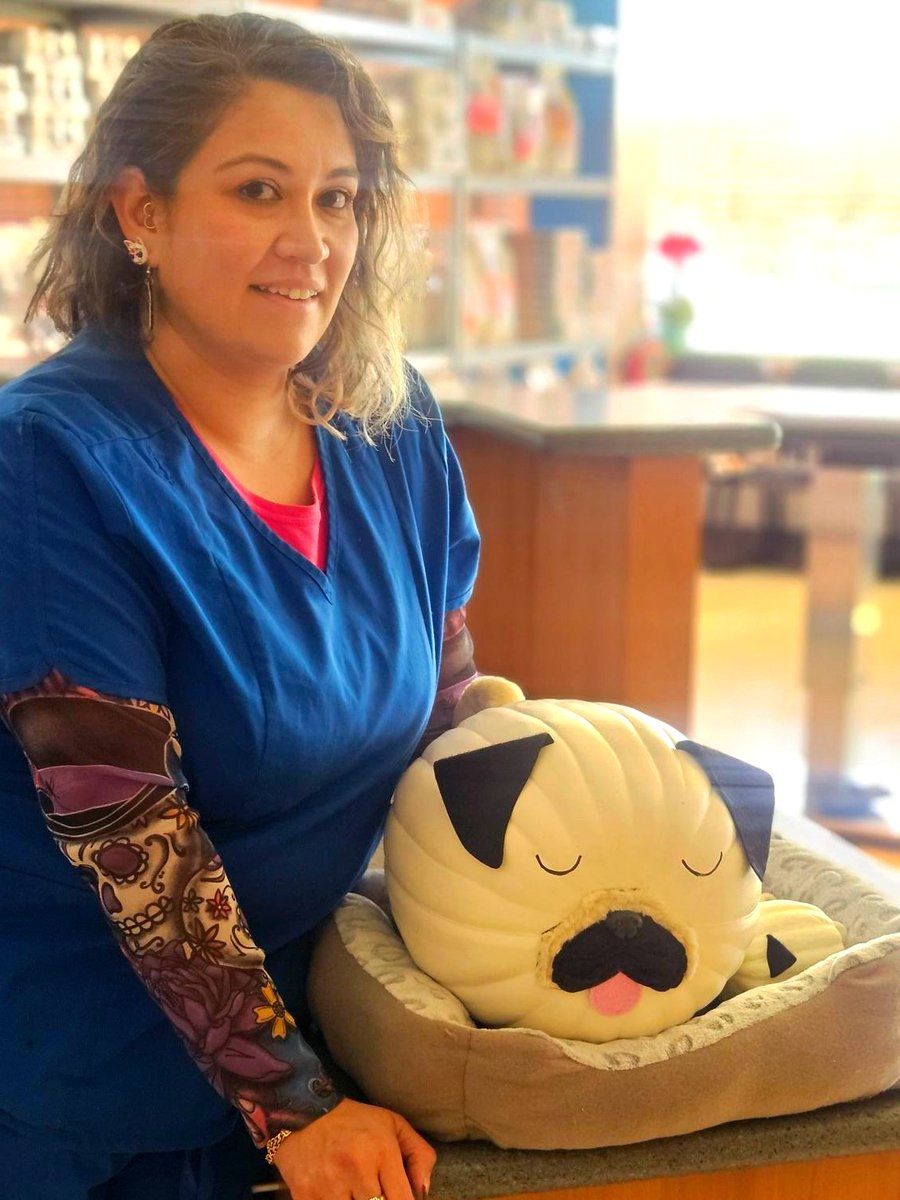 MedDistVetIL's tweet photo. Congratulations to the first, second, and third place winners of our pumpkin contest! 🎃

🔸 #VetAssistant Ariana – Pugkin
🔹 Client Services Veronica – Cactus
🔸 #VetTech Ashleigh - Vampire

#MedicalDistrictVetClinic https://t.co/tIVdCGYRDA