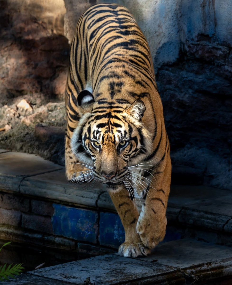 BaksoOnSolana's tweet photo. Mom says there’s a lot to learn about being a tiger, and she’s the best teacher I could ask for. 

I’ve got some big paw prints to follow! 🐅❤️

$bakso #Sohni https://t.co/dSFtaPZ26Q