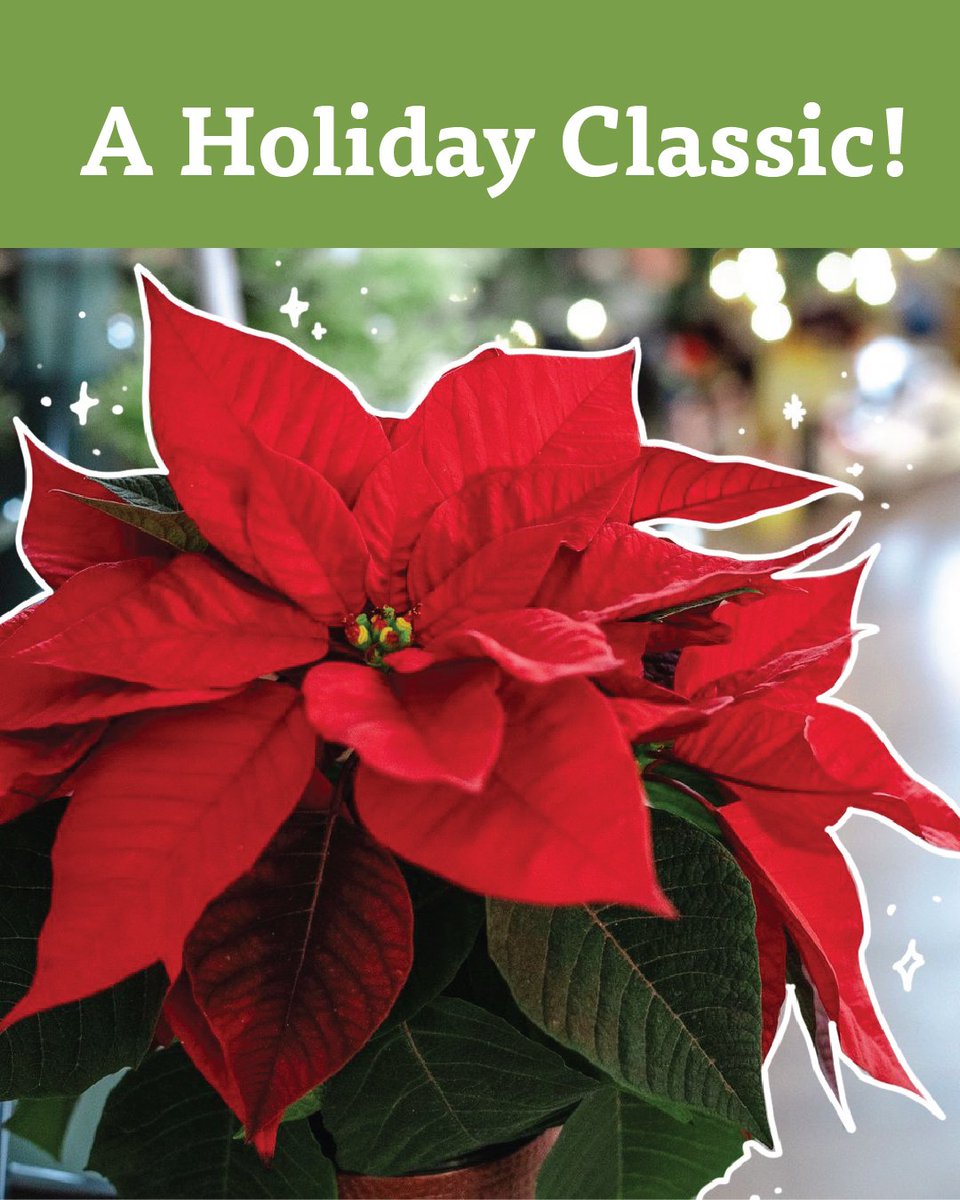 Now that we are into the Holiday season, order your wreath, Holiday plate gifts or poinsettia for your home and support our Singing Hawks and their Holiday Fundraiser with Foertmeyer's Nursery.  Your Holiday decorations will be available November 25.
app.fundraiseit.org/shop.php?code=…