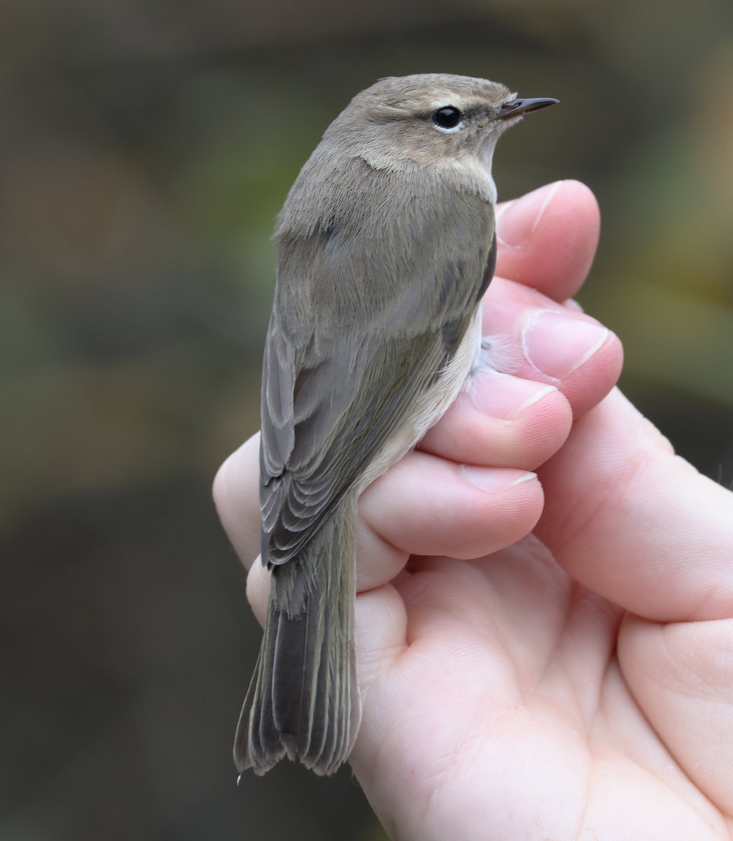 plodingbirder's tweet image. Dungeness: 3 Yellow-browed Warblers today, also 2 Siberian Chiffchaffs but rarest of all today on the peninsula was a Bullfinch it is certainly the first I have seen at Dungeness this year. Many thanks to @tom_wright16 
 of the DBO for the calls and messages.