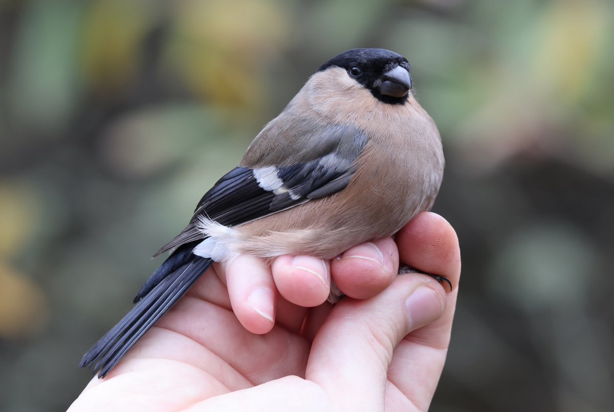 Ploddingbirder (@plodingbirder) on Twitter photo Dungeness: 3 Yellow-browed Warblers today, also 2 Siberian Chiffchaffs but rarest of all today on the peninsula was a Bullfinch it is certainly the first I have seen at Dungeness this year. Many thanks to <a href="/tom_wright16/">Tom Wright</a>
of the DBO for the calls and messages. Dungeness: 3 Yellow-browed Warblers today, also 2 Siberian Chiffchaffs but rarest of all today on the peninsula was a Bullfinch it is certainly the first I have seen at Dungeness this year. Many thanks to <a href="/tom_wright16/">Tom Wright</a>
of the DBO for the calls and messages.
