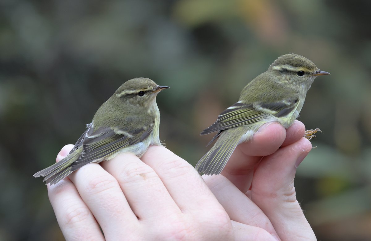 plodingbirder's tweet image. Dungeness: 3 Yellow-browed Warblers today, also 2 Siberian Chiffchaffs but rarest of all today on the peninsula was a Bullfinch it is certainly the first I have seen at Dungeness this year. Many thanks to @tom_wright16 
 of the DBO for the calls and messages.