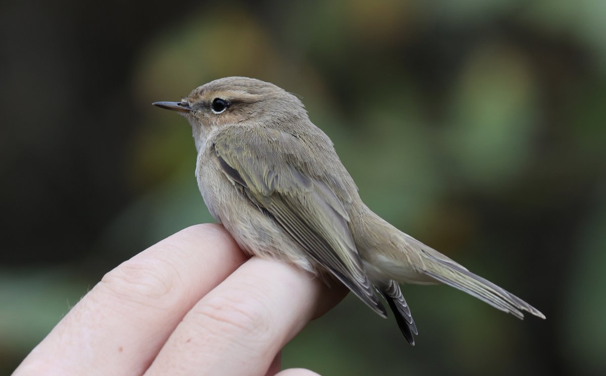 plodingbirder's tweet image. Dungeness: 3 Yellow-browed Warblers today, also 2 Siberian Chiffchaffs but rarest of all today on the peninsula was a Bullfinch it is certainly the first I have seen at Dungeness this year. Many thanks to @tom_wright16 
 of the DBO for the calls and messages.