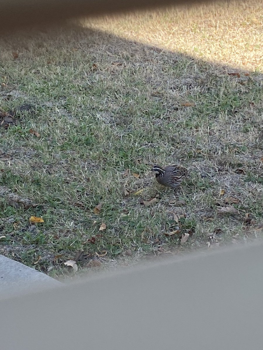 Cass🌿Commissions Open! 🌙 tweet media