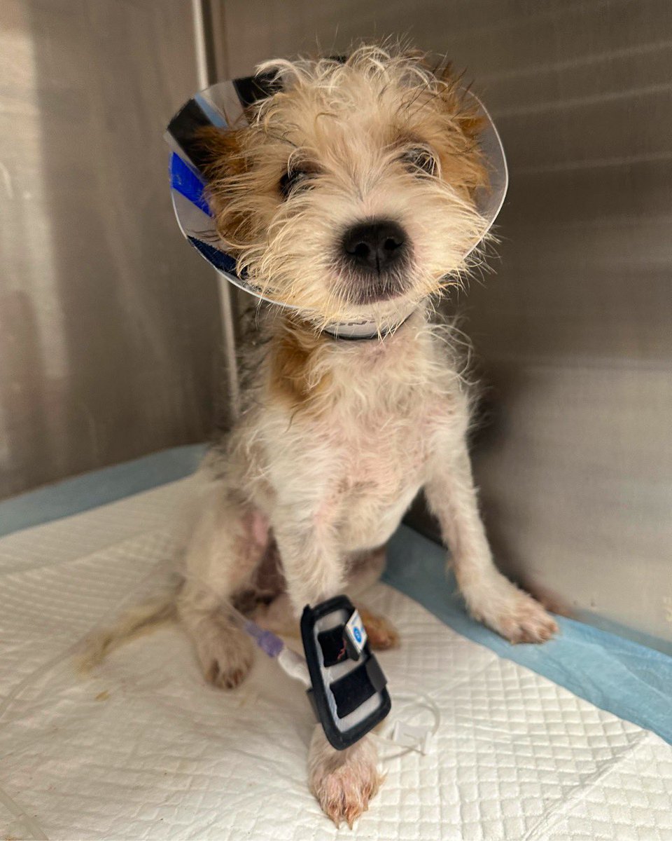 Hounds in Pounds tweet media