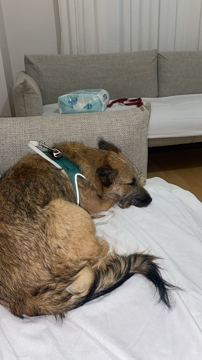 Şu köpeğe sadece 3 saat şans verdi, ağrısı var yeni kısırlaştı yuvası bildiği pansiyondan alındı. Bir sürü travmayı aynı anda yaşadı 
Ağlıyor diye gecenin bir köründe geri veriliyor
Bunu yapan da arkadaşım 
Lütfen bu köpeğe hakettiği yuvayı bulabilir miyiz? 
Lütfen!9 kilo, dişi