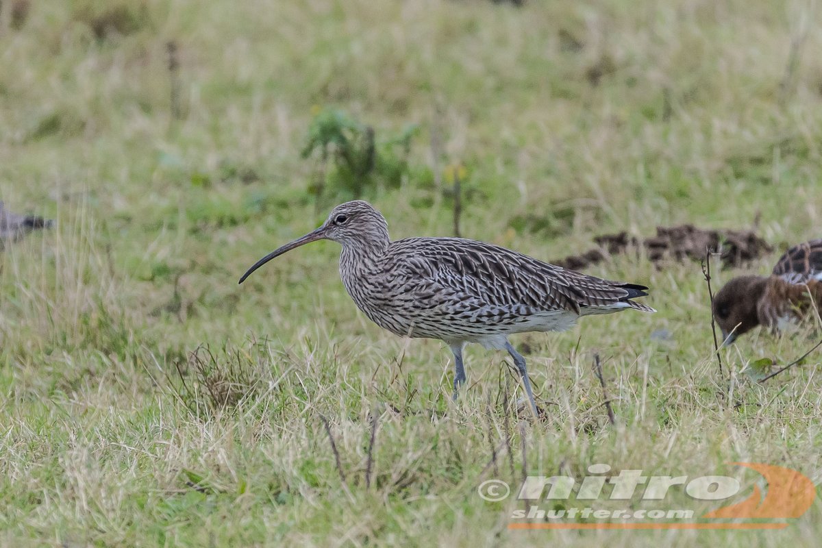 IvanS (@nitroshutter) on Twitter photo ruff, wood sandpiper, black tailed godwit and curlew from today <a href="/RSPBFrampton/">RSPB Frampton Marsh 🌍</a> #BirdsSeenIn2024 <a href="/Natures_Voice/">RSPB</a> <a href="/waderquest/">Wader Quest</a> getting ready for #WCWW24 ruff, wood sandpiper, black tailed godwit and curlew from today <a href="/RSPBFrampton/">RSPB Frampton Marsh 🌍</a> #BirdsSeenIn2024 <a href="/Natures_Voice/">RSPB</a> <a href="/waderquest/">Wader Quest</a> getting ready for #WCWW24
