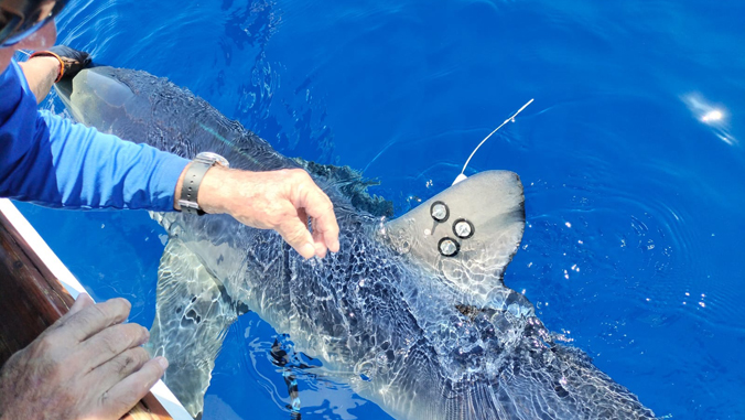 University of Hawaii at Manoa (@uhmanoa) on Twitter photo 🦈 A groundbreaking study features a 3-meter blue shark equipped with a sophisticated sensor providing real-time oceanographic data, led by <a href="/himb_soest/">Hawai‘i Institute of Marine Biology</a> Professor Kim Holland ➡️ bit.ly/4f2EzIp #UHMResearch 🦈 A groundbreaking study features a 3-meter blue shark equipped with a sophisticated sensor providing real-time oceanographic data, led by <a href="/himb_soest/">Hawai‘i Institute of Marine Biology</a> Professor Kim Holland ➡️ bit.ly/4f2EzIp #UHMResearch