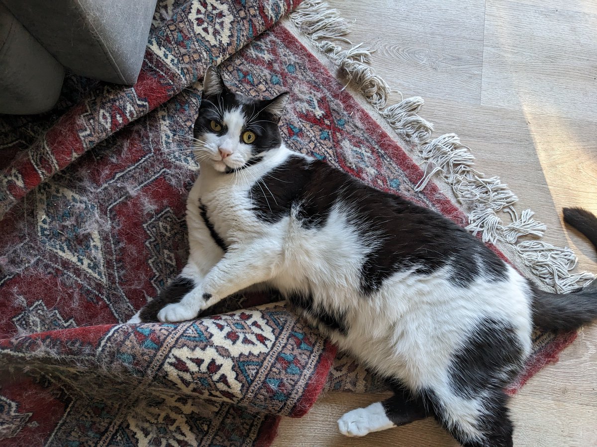 wetcasements's tweet photo. Chingu and Mandu both just turned two. https://t.co/lIsWCt40KC