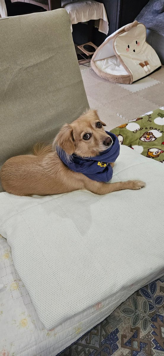 ayalamby's tweet photo. 今日は一段と寒いですね🥶
服は嫌がったので暖まるまで冬期恒例のぐるぐる巻き🌀
このまま寝そうです😪💤

#チワックス #いぬのきもち
#いぬのいる暮らし
#犬のいる生活 #犬との日常
#犬好きさんと繋がりたい https://t.co/HavmDOSb2s