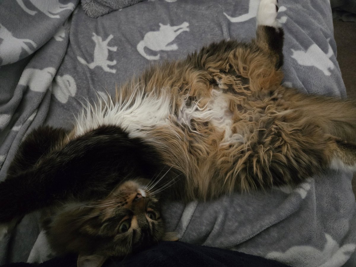 Soltirina_'s tweet photo. @potato_crisp I offer Luxio and Sage, enjoying the soft fall blankets https://t.co/WMdDOhtOdf