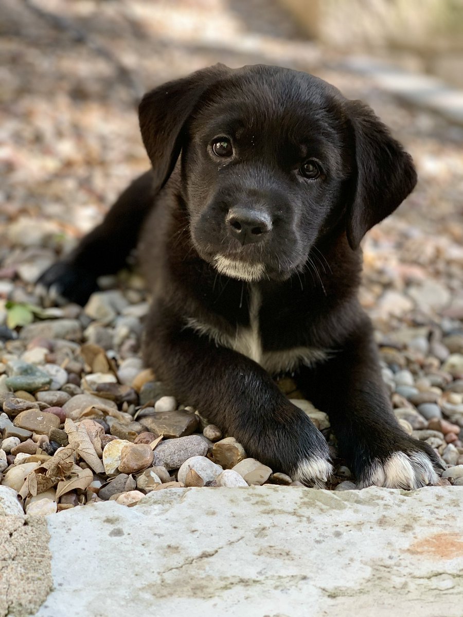 C. Robert Cargill tweet media