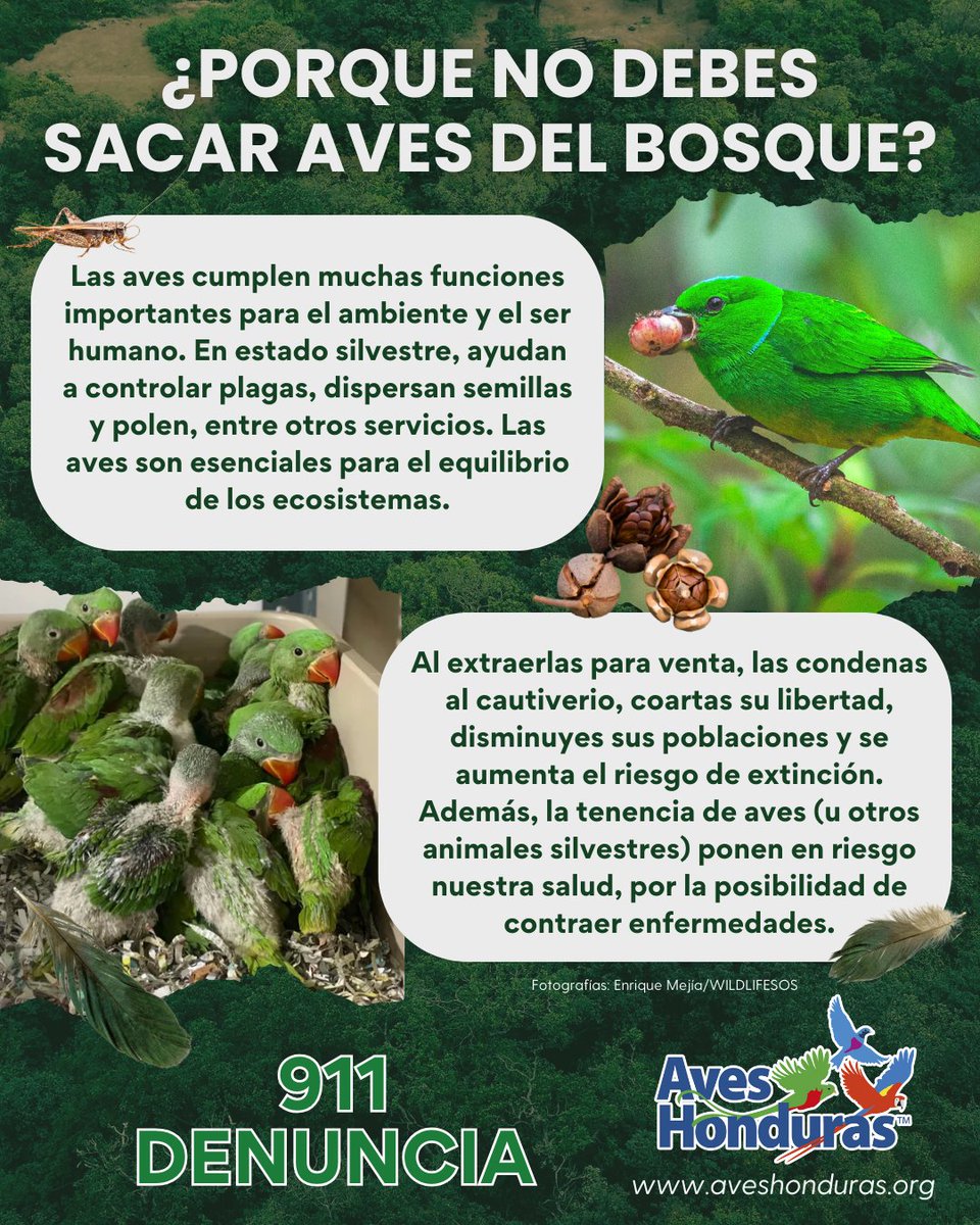 Sacar aves del bosque rompe el equilibrio de los ecosistemas y pone en riesgo su supervivencia. Al conservarlas en su hábitat natural, protegemos la biodiversidad y cuidamos nuestra salud. ¡Di no al tráfico de vida silvestre!🚫

Descubre más en 👉 aveshonduras.org