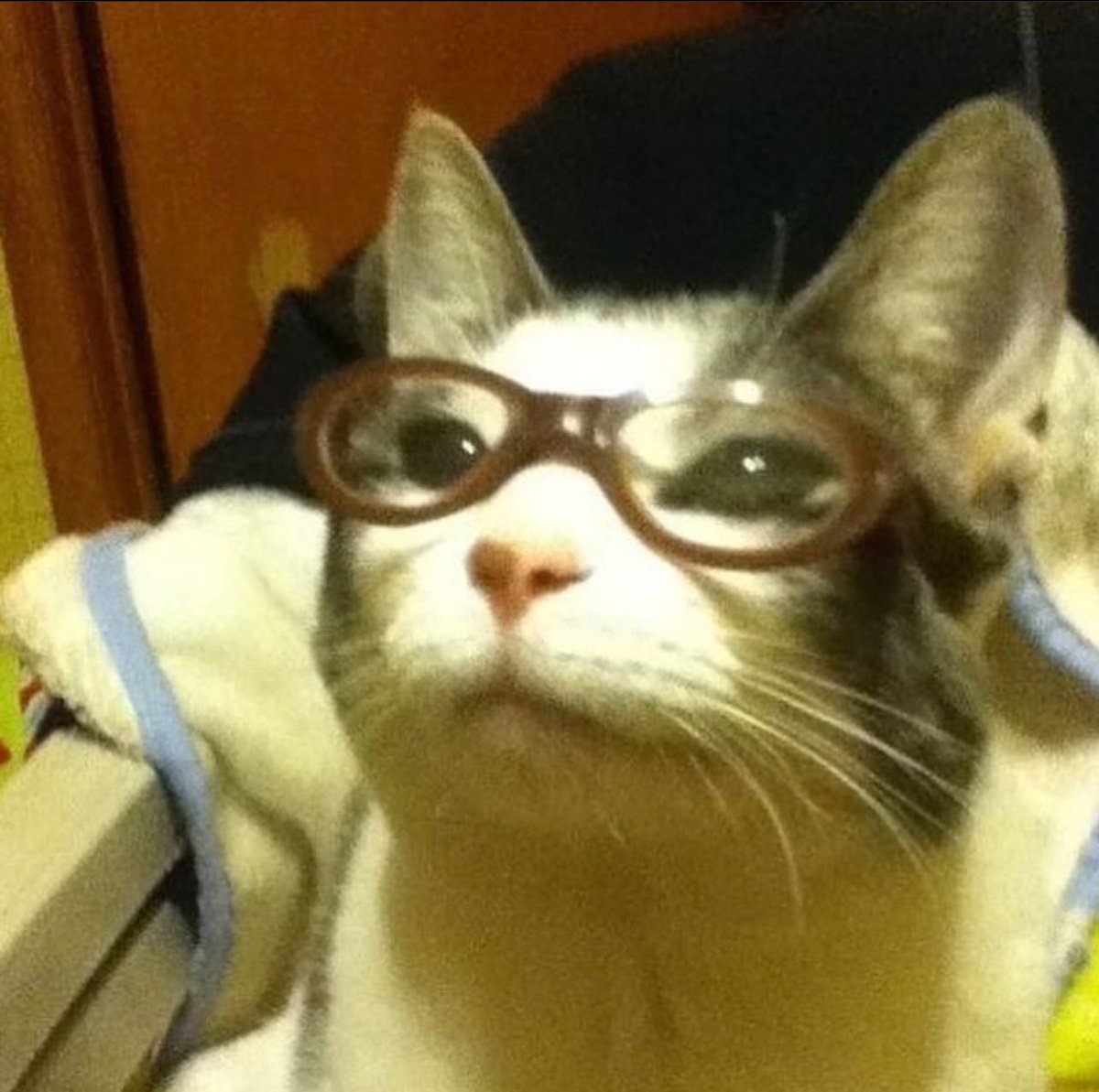 Punch Cat (@punchingcat) on Twitter photo 