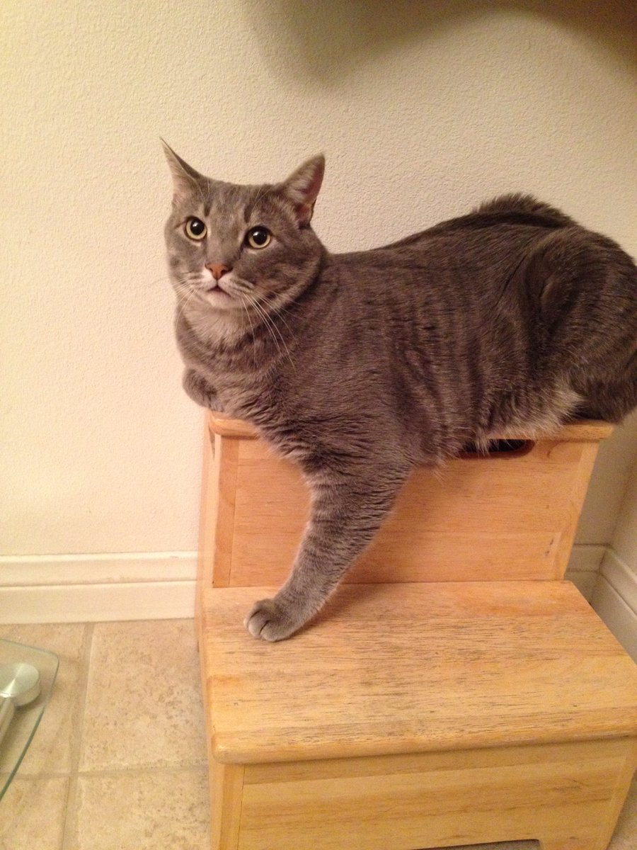 YouKnowItsVegas's tweet image. I am here but will not be very interactive. My Lenny (14) has crossed the rainbow bridge and I am absolutely devastated. I know my #LivePD fam has big hearts so I could use all the well wishes y’all can offer. #OPLive #OPNation #OnPatrolLive #REELZ
@Reelzchannel @OfficialOPLive