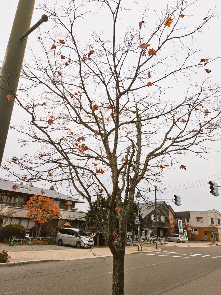この葉っぱが全部落ちたら…

#大沼ブイワン　#落ちたらなんだ