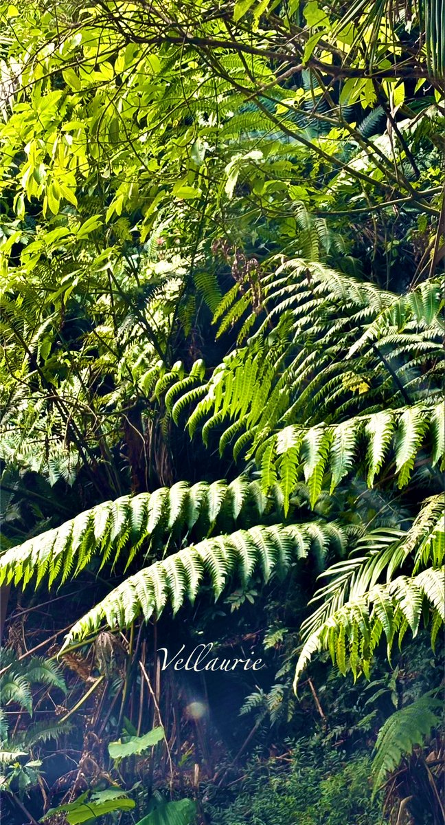 VijayEllaurie's tweet photo. #fernfriday “One touch of nature makes the whole world kind.” #fernsonfriday #nature #kindness #ferns #rainforest #treeferns https://t.co/ePlwnmo5jk