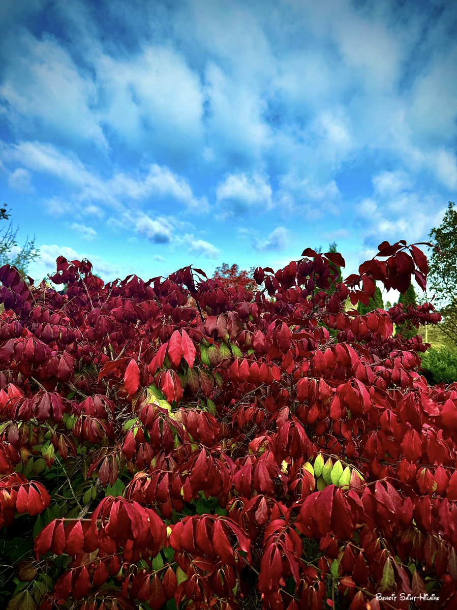 BenoitStH's tweet image. Fusain ailé d’automne