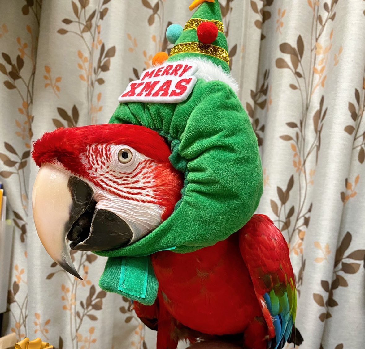conure2020's tweet photo. オカンの趣味のチョークアートが良すぎる😂✨
#ヨウム　#ベニコンゴウ https://t.co/3mtpF3t3Wy