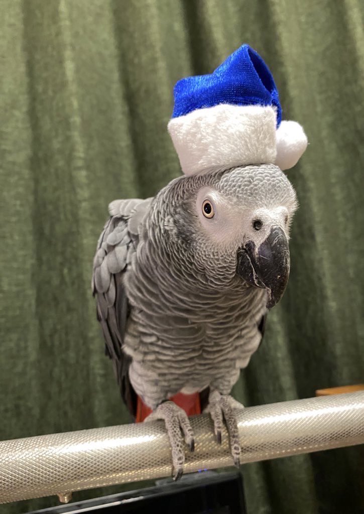 conure2020's tweet photo. オカンの趣味のチョークアートが良すぎる😂✨
#ヨウム　#ベニコンゴウ https://t.co/3mtpF3t3Wy