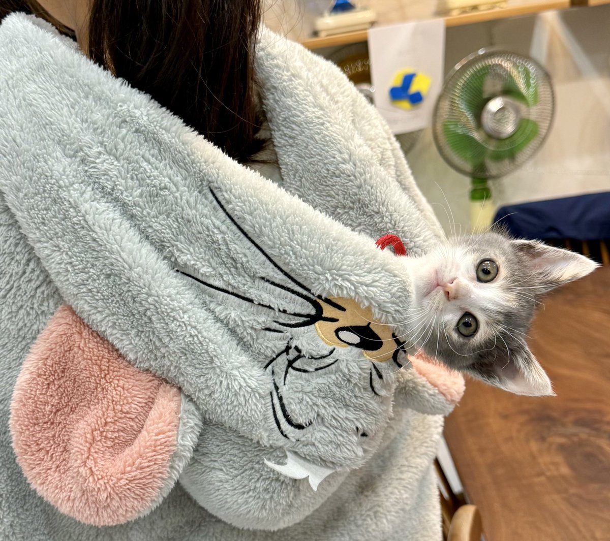 勉強してたら、よじ登ってフードに入ってきたんだって！！