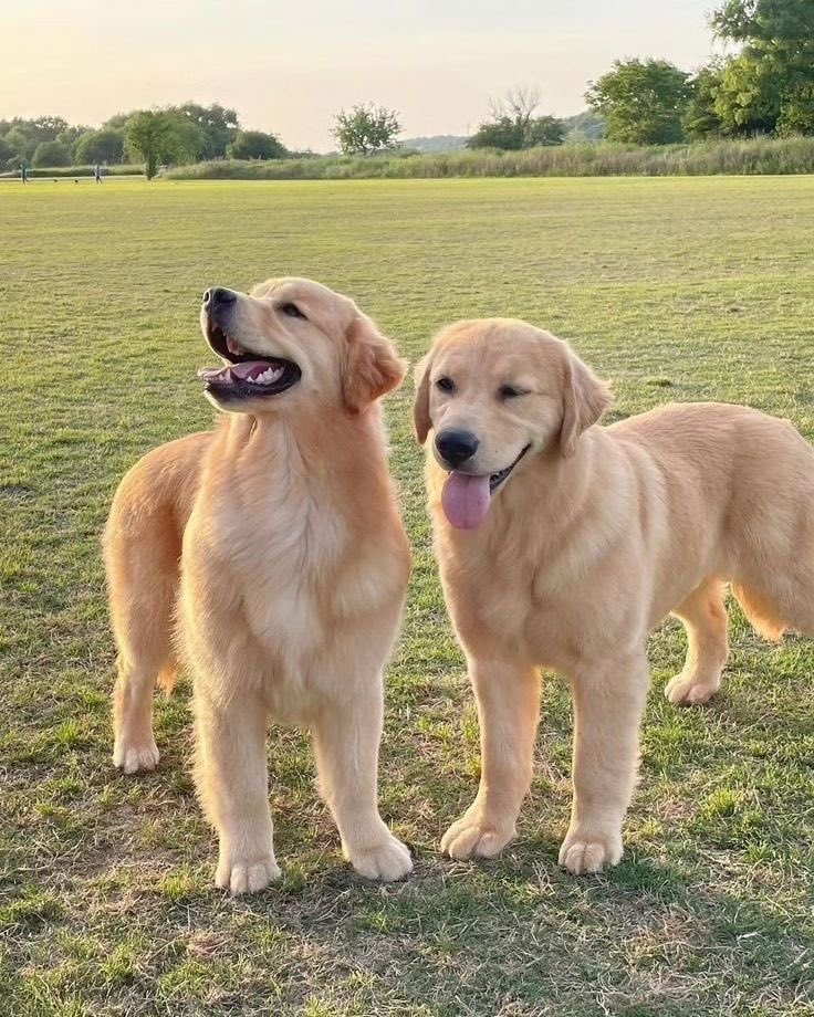 Puppies 🐶 tweet media