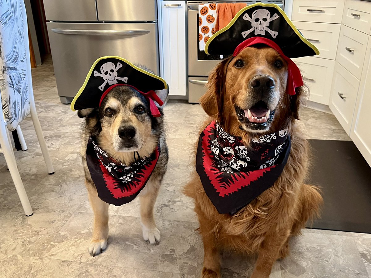 jlowry83's tweet photo. @dog_rates Cas and Coop love Halloween! https://t.co/U5eObdqVr1