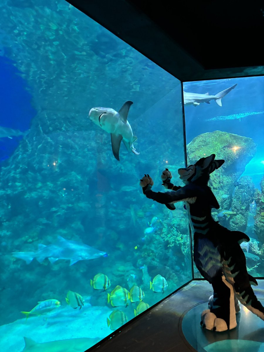 Just like me fr… 🦈
#FursuitFriday