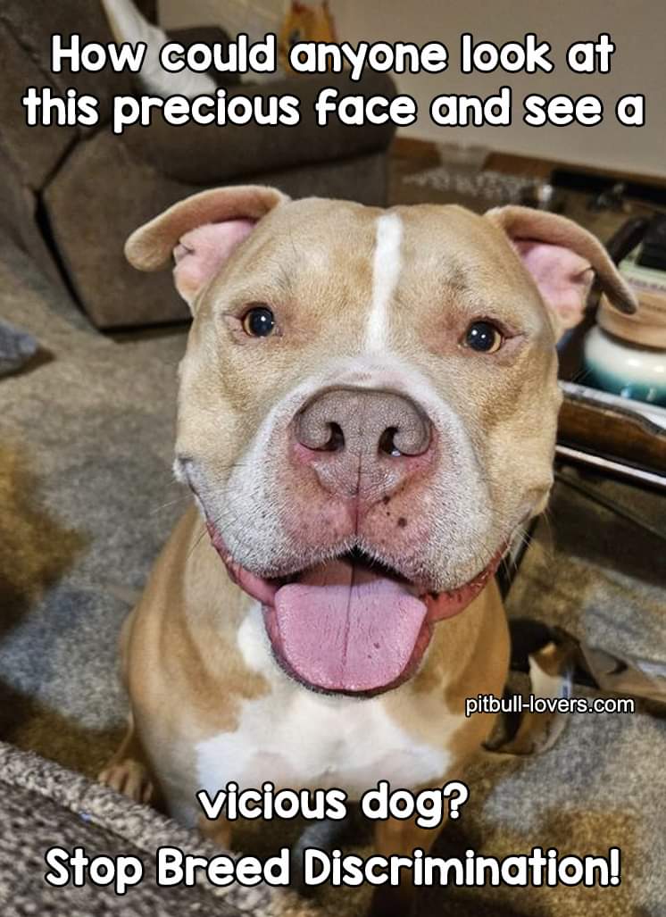 PitbullAddicts's tweet photo. https://t.co/jYf4KgmJ1u