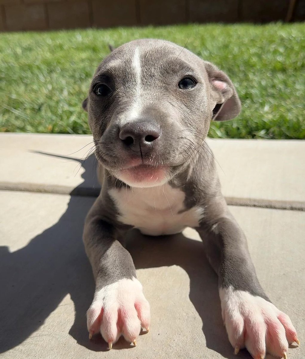 PitbullAddicts's tweet photo. https://t.co/vQJVQepZTo