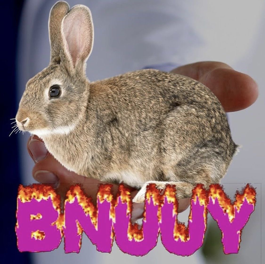 Bunnies (@bunnies) on Twitter photo 