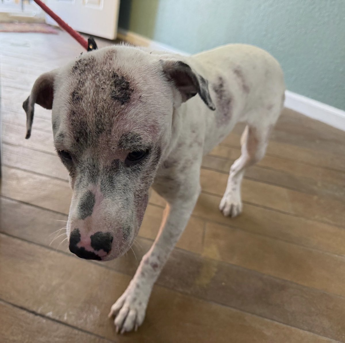 Lola Patolla tweet media