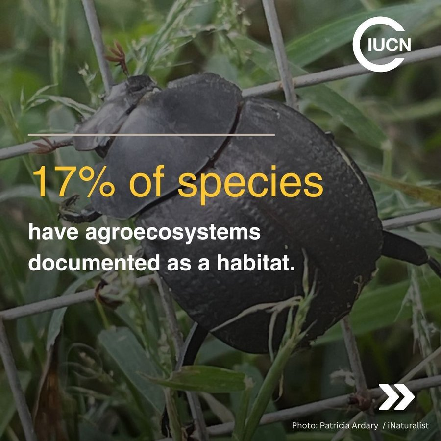 UNBiodiversity's tweet photo. 17% of species have agroecosystems documented as a habitat, so how can we ensure agricultural and #conservation policies help protect biodiversity and deliver food for humanity?

@IUCN new flagship report on #agriculture and conservation explains: https://t.co/FkNLnWeqaM https://t.co/fu50yGANVx