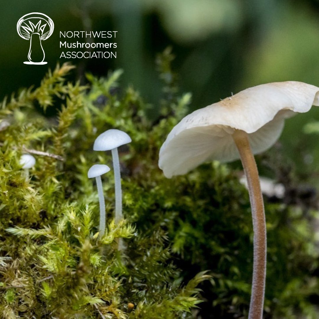 Whatcom Museum tweet media