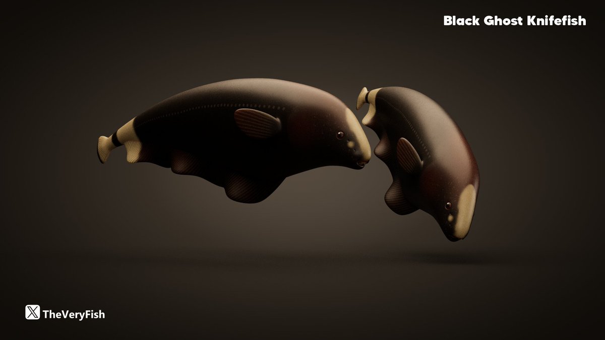 Besides having a gnarlier name than any Call Of Duty gamertag, the Black Ghost Knifefish has some interesting features.

Example; there's furrows that make it look like it has an enormous mouth, but in reality the mouth is a smaller oval opening at the front.

#Toydesign #Fish