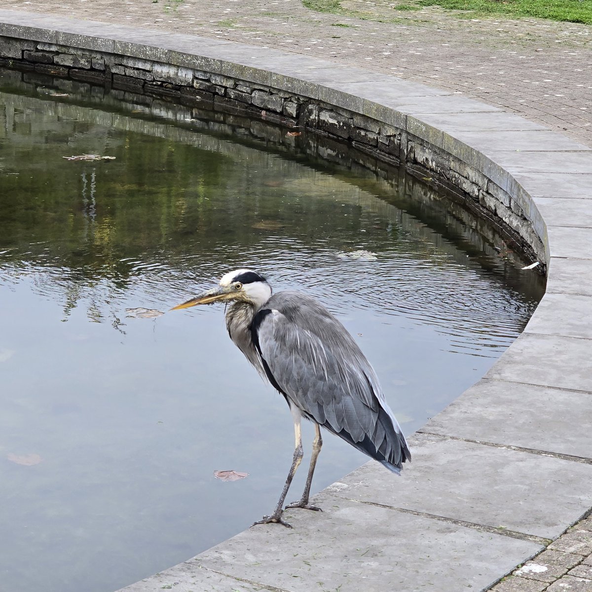 A friendly heron in #Rathfarnham #birds #nature <a href="/RathfarnhamV/">Rathfarnham Village</a> 🐦🦅